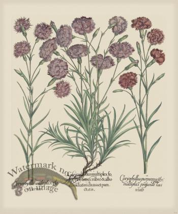 Besler 310 Colored  B2